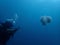 A diver encounters massive jellyfish during the safety stop surface.