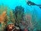 A Diver Enjoys Colorful Coral & Sponge Colonies