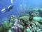 A Diver Enjoys the Crystal Clear Waters off the Coast of Aruba