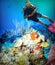 A Diver Enjoys a Lush Coral Reef off Cozumel, Mexico