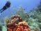 A Diver Enjoys Snapper Reef off the Coast of Cayman Brac