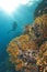 Diver exploring a coral reef