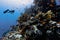 Diver exploring the coral reefs in Egypt