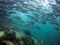 Diver facing a big shoal of fish