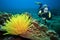 Diver and feather star