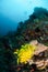 Diver, feather star, sponge in Ambon, Maluku, Indonesia underwater photo