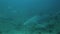 Diver feeds a bull shark Carcharhinus leucas
