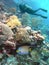 A Diver Fins Near Multi-colored Brain Corals off the Coast of Bonaire