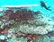 A Diver Fins Past a Variety of Hard Coral in the Marshall Islands