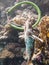 A diver fishing with harpoon irregularly a fish Hemichromis bimaculatus, in the Red Sea off the coast of Saudi Arabia