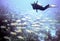 A Diver Floats Above Schooling Goatfish off Key Largo, FL