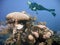 A Diver Hovers Above a Gorgeous Brain Coral