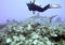 A Diver Hovers Over a Caribbean Reef Shark in the Bahamas