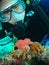 Diver Inspects Nudi Eggs