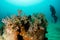 Diver interacting with wildlife on the reefs of cabo pulmo