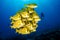 Diver interacting with wildlife on the reefs of cabo pulmo