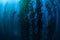 Diver in Kelp Forest