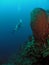Diver and large sponge 70ft deep