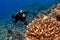 Diver looking at the Coral in Kona Hawaii