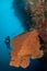 diver looking for pygmee seahorse in a sea fan on a coral reef