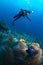 Diver over anemone with maldivian clown, Maldives