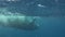 Diver plays with calf humpback underwater in Pacific Ocean.