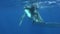 Diver plays with calf humpback underwater in Pacific Ocean.