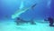 Diver plays with a gray shark underwater on sandy bottom of Tiger Beach Bahamas.