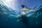 Diver with reef shark