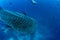 Diver researcher alongside a Whale Shark, Darwin Arch, Galapagos