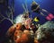 A Diver & a Rockfish Enjoy a Vivid Coral Reef in the Caribbean Sea