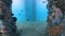 A diver's point of view swimming in an underside pier in the ocean full of corals and tropical fish.