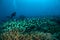 Diver and schooling fish above the coral reefs in Gili, Lombok, Nusa Tenggara Barat, Indonesia underwater photo