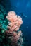 Diver and sea fan in Derawan, Kalimantan, Indonesia underwater photo