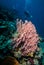 Diver and sea fan in Derawan, Kalimantan, Indonesia underwater photo