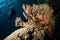 Diver and sea fan in Derawan, Kalimantan, Indonesia underwater photo