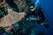 Diver and sea fan Gorgonia in Derawan, Kalimantan, Indonesia underwater photo