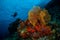 Diver, sea fan Subergorgia mollis in Banda, Indonesia underwater photo