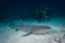 A diver and shark sits on the reef