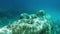 Diver snorkeling under blue sea in Greece