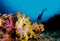 Diver and soft coral