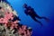 Diver and soft coral wall