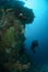 Diver, sponge, coral reef in Ambon, Maluku, Indonesia underwater photo