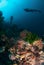 Diver, sponges, black sun coral in Ambon, Maluku, Indonesia underwater photo