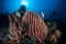 Diver and Sponges on Reef