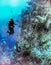 A Diver Surveys Bloody Bay Wall off the Coast of Little Cayman Island