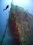 A Diver Surveys a Shipwreck off Utila Island, Honduras