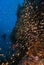 A diver swimming alongside a school of fish, circling a reef.