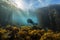 diver swimming through kelp forest, observing schools of fish and other marine life