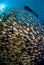 A diver swimming over a school of fish